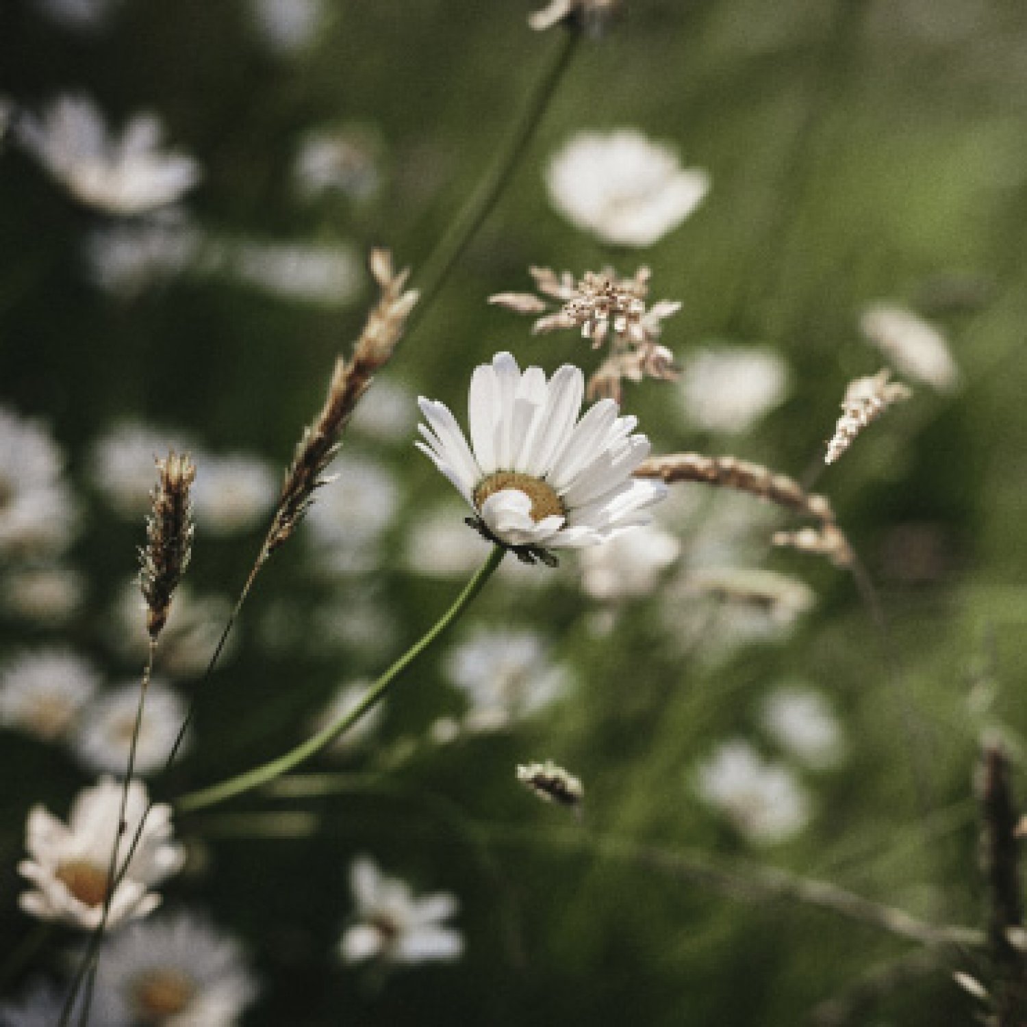  Frauke_Chevalier_Frauenkreis_Blumen.jpg